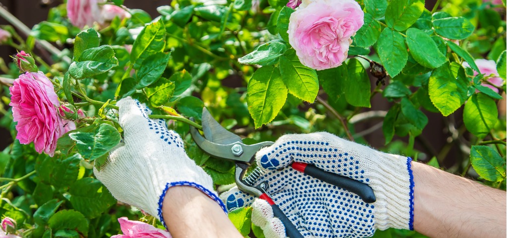 gardener man pruning tea rose shears selective focus picture id1152614058