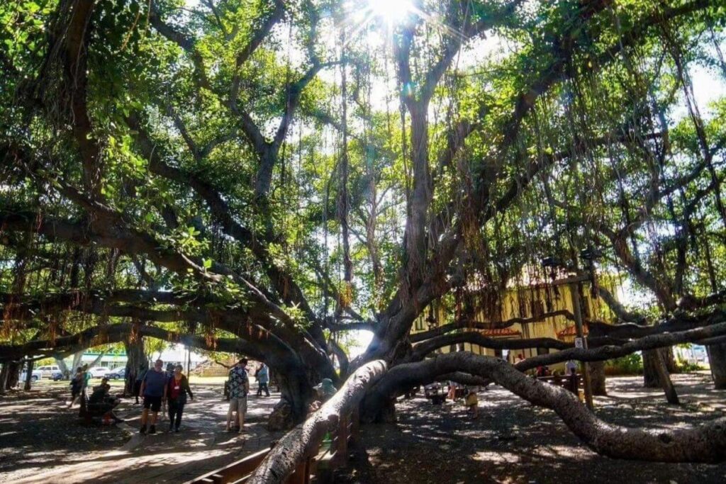 the great banyan tree with light shining through branhces.