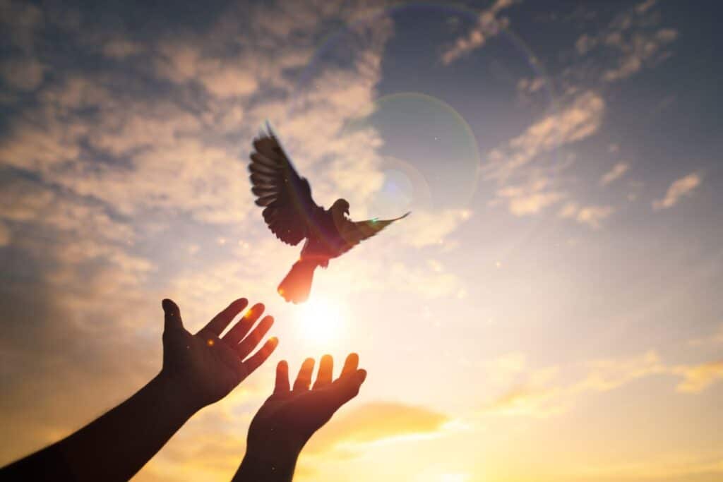 hands releasing a dove into the air