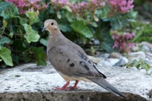 mourning dove